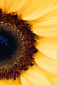 Sunflower close up Photo by Karolina Grabowska on Pexels.com